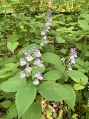 Scutellaria serrata