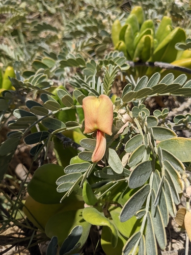 Image of Sesbania tomentosa by no rights reserved