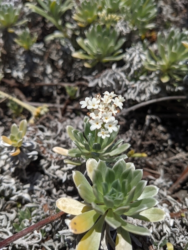 Image of Heliotropium anomalum by no rights reserved