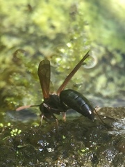 Agelaia panamaensis