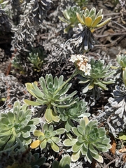 Heliotropium anomalum