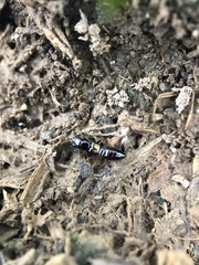 Platystethus degener