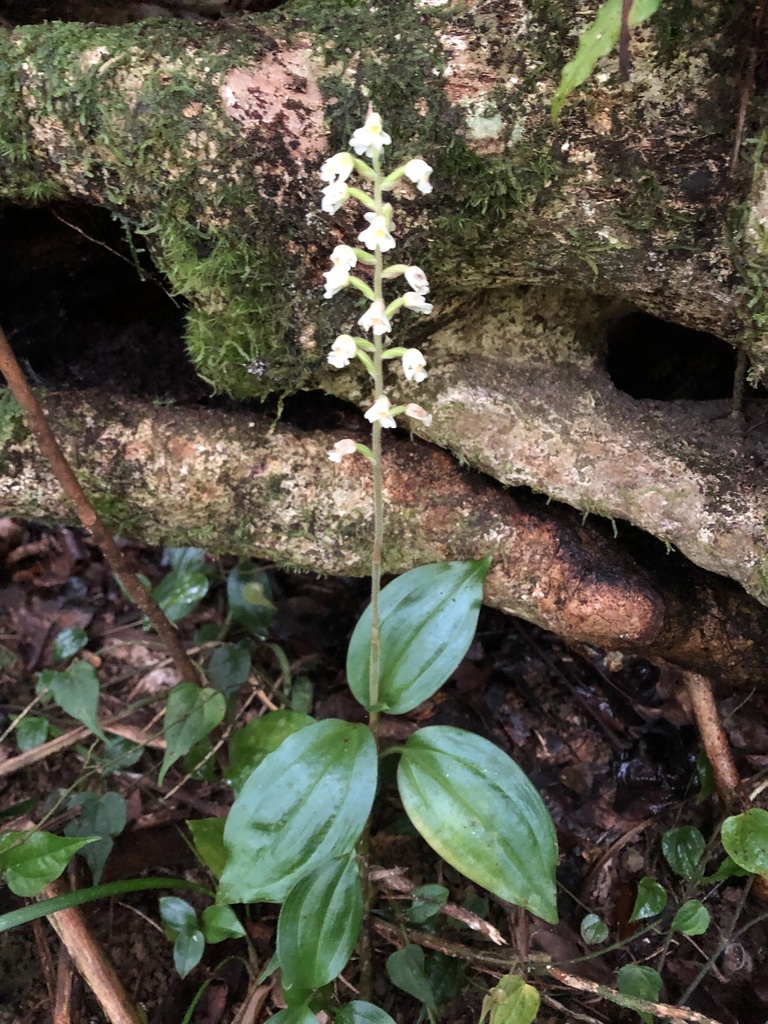 Zeuxine odorata