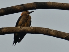 Melanerpes aurifrons