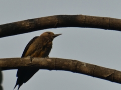 Melanerpes aurifrons