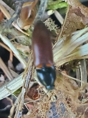 Ampedus phoenicopterus