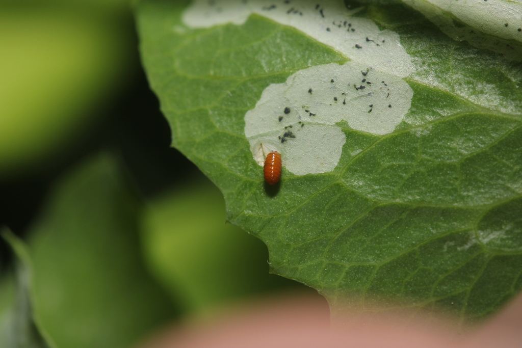 Liriomyza fricki