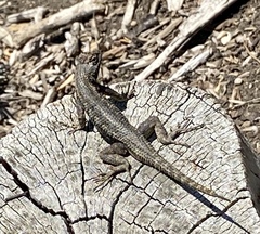 Sceloporus occidentalis