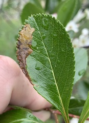 Profenusa canadensis