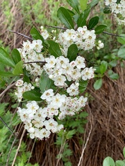 Profenusa canadensis