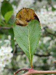 Profenusa canadensis