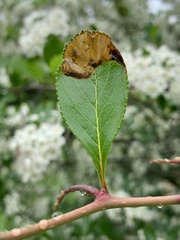 Profenusa canadensis