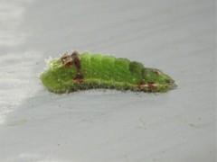 Satyrium calanus