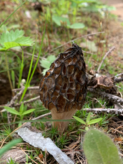 Morchella norvegiensis