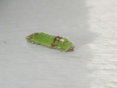 Satyrium calanus