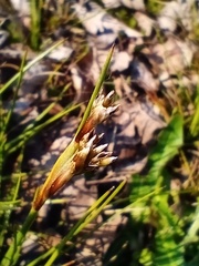 Juncus squarrosus