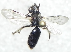 Andrena nigrihirta