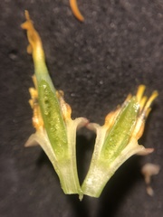 Eschscholzia californica