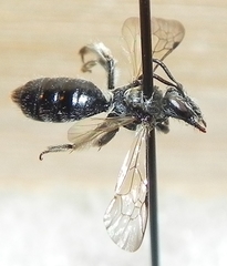 Andrena nigrihirta