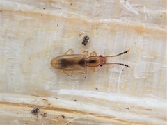 Cryptamorpha desjardinsi