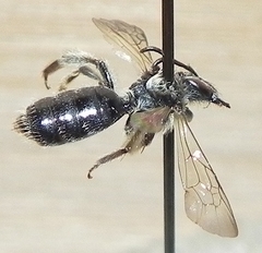 Andrena nigrihirta