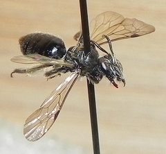 Andrena nigrihirta