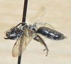Andrena nigrihirta