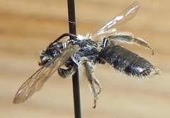 Andrena nigrihirta