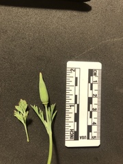 Eschscholzia californica