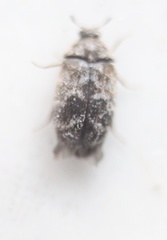 Trogoderma sternale aspericolle