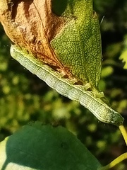 Orthosia incerta