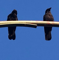 Corvus brachyrhynchos