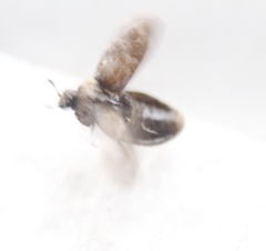 Trogoderma sternale aspericolle