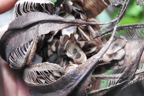 Image of Aristolochia maxima by (c) Sebastián de Jesús Herrera Buenfil, some rights reserved (CC BY)