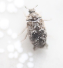 Trogoderma sternale aspericolle