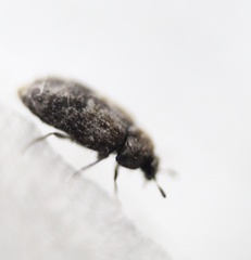 Trogoderma sternale aspericolle