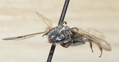 Andrena nigrihirta