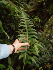 Blechnum divergens