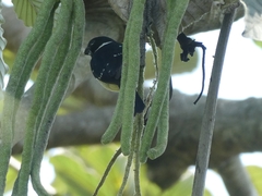 Sporophila morelleti