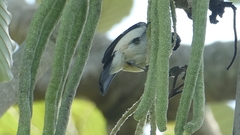 Sporophila morelleti