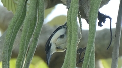 Sporophila morelleti