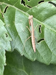Tenodera sinensis