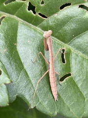 Tenodera sinensis