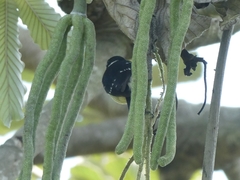 Sporophila morelleti