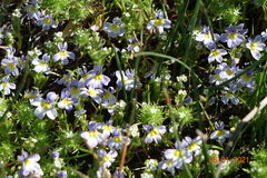 Porterella carnosula