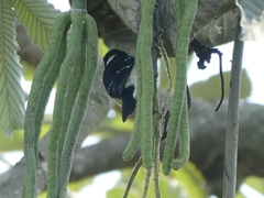 Sporophila morelleti