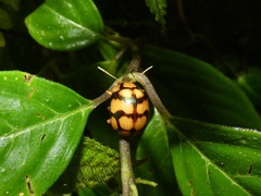 Platyphora mirabilis