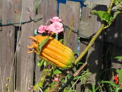 Citrus medica sarcodactylis