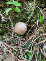 Handkea fumosa