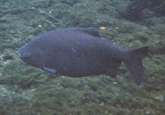 Piaractus mesopotamicus